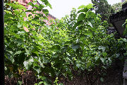 Mulberry Leaves - 3