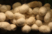 Cleaned Cocoons - 7