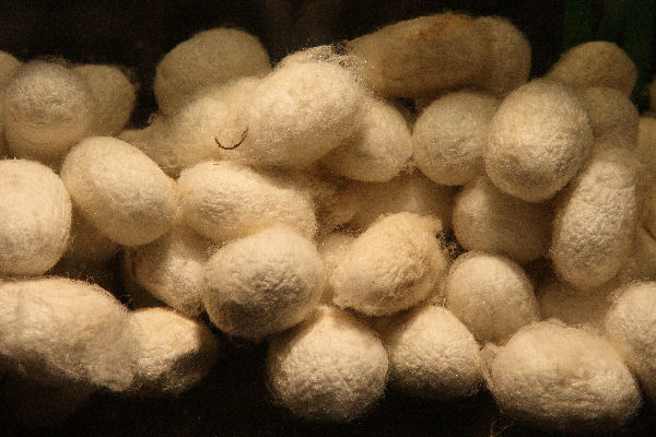 Silkworm Cocoons 7