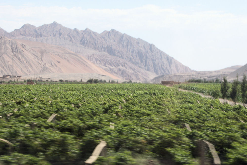 Grape Valley near Turpan, Xinjiang China