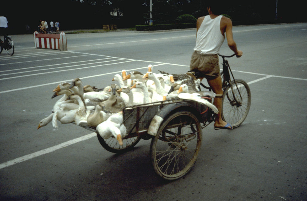 Three Wheel Bike