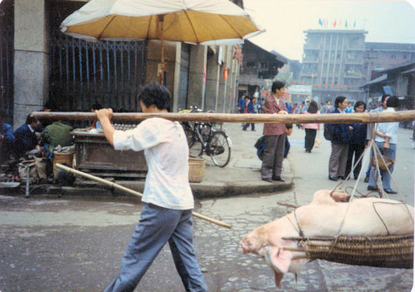 Pig on the Way to Market