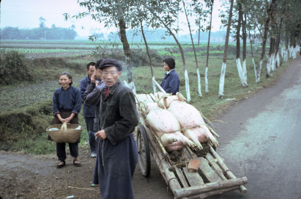 Pigs on the Way to Market