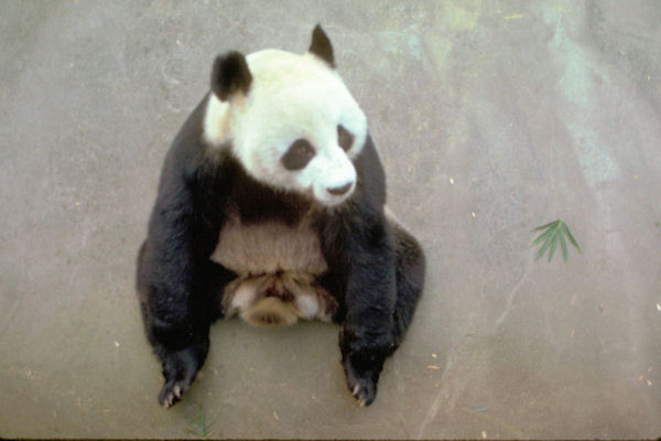 Chinese Panda in the Chengdu Zoo