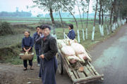 Pig on a Cart