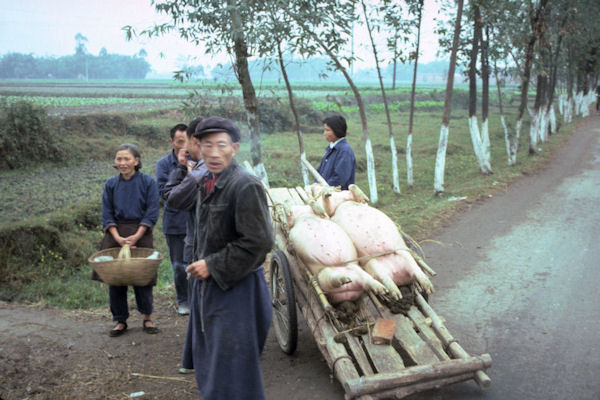 A Pig on the way to the Market