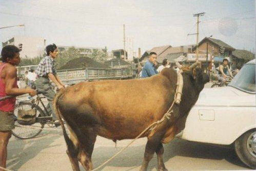 Oxen and a Car