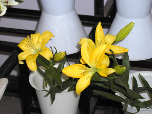 Some Beautiful Yellow Lilies