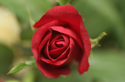 Bulgarian Rose Color 