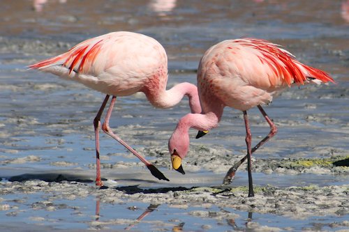 Flamingo Pink Color 