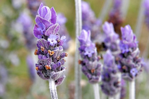 Lavender (floral) Color 