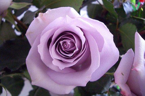 Lavender Rose Color 
