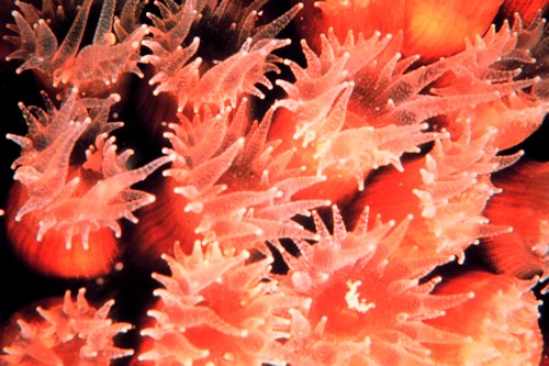 Light Coral Color 