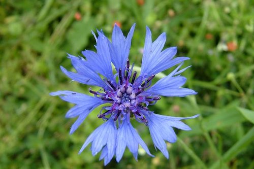 Light Cornflower Blue Color 
