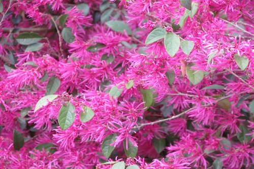 Light Fuchsia Pink Color 