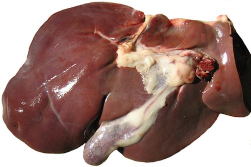 Liver Organ