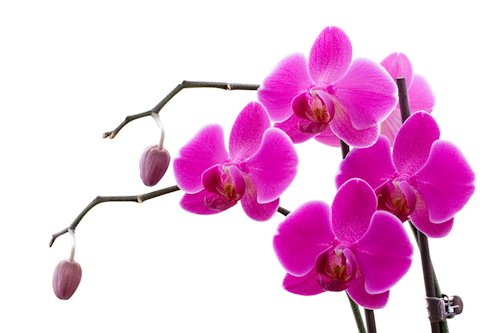 Medium Orchid Color 