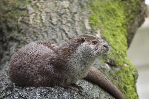Otter Brown