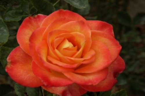 Tea Rose (Orange) Color 