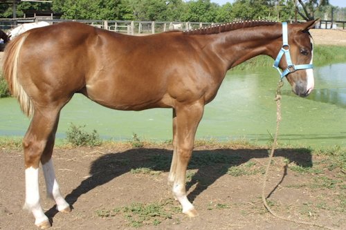 Liver Chestnut Color 