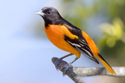 Orioles Orange