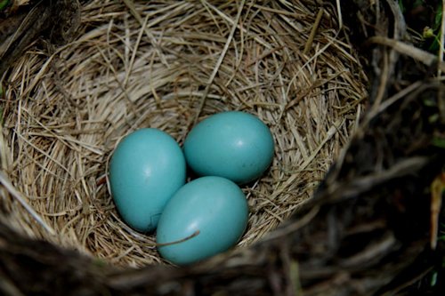 Pale Robin Egg Blue Color 
