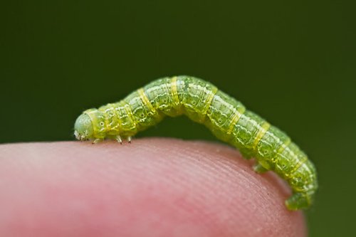 Inchworm