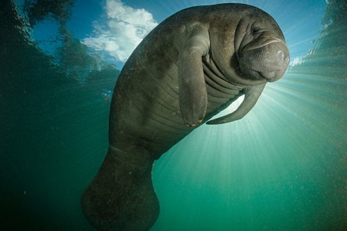 Manatee