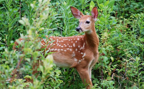 Fawn