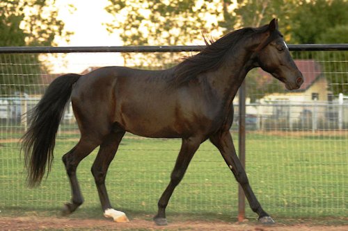 Smokey Black Color 