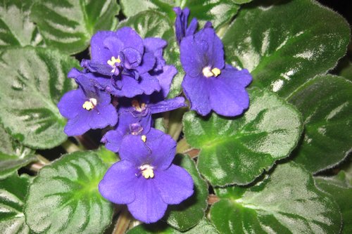 African Violet