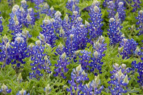 Bluebonnet