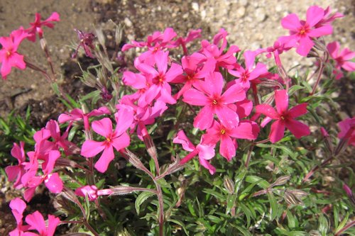 Phlox