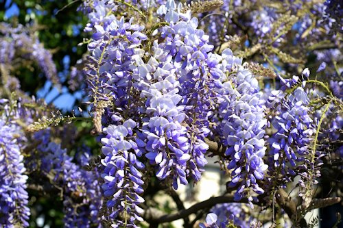 Wisteria