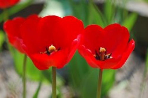 Coquelicot