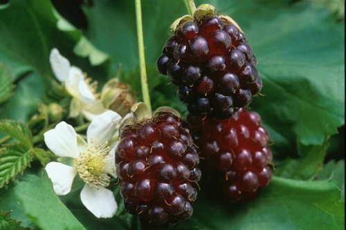 Boysenberry