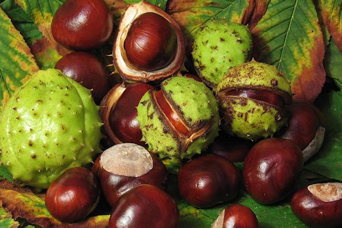 Chestnut