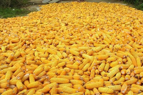 Maize