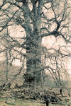 Famous Ghinko Tree