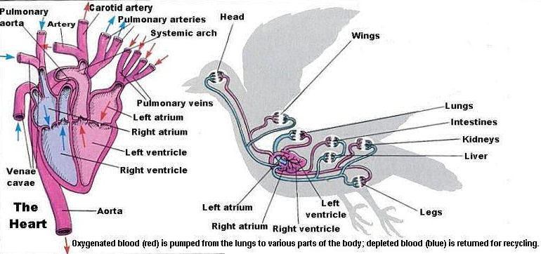 Mammals Circulatory System