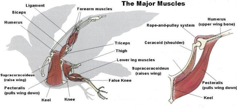 Bird Muscles Diagram