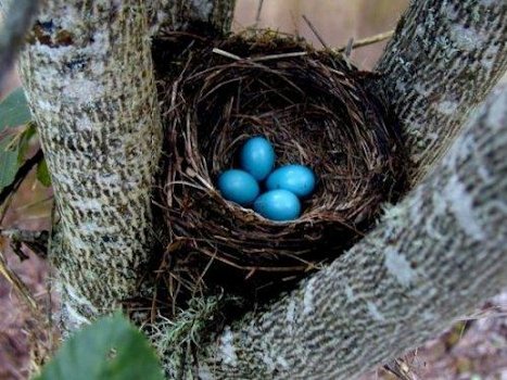 american robin bird eggs