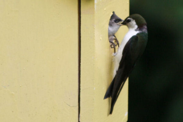 Tree Swallow Nest