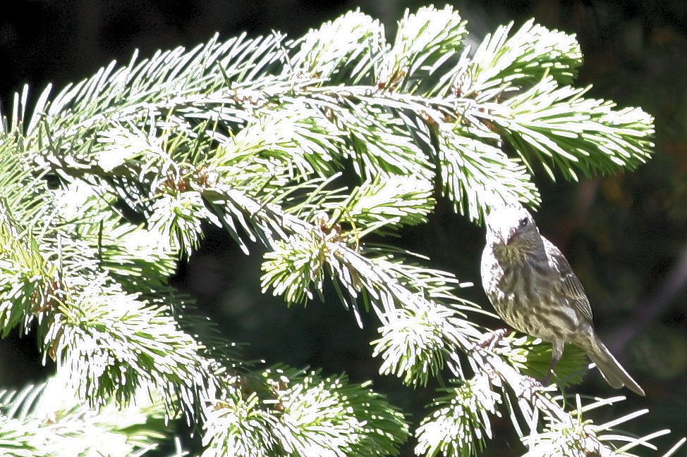 Female Cassin's Finch