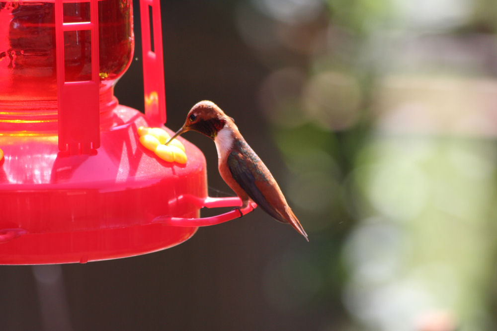 Oregon Birds -- Rufous Hummingbird