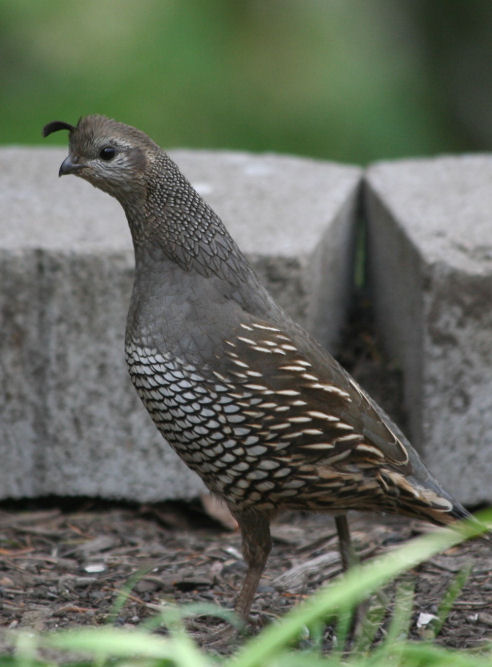 Female California Quail