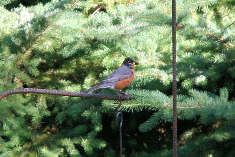 Oregon Birds -- American Robin