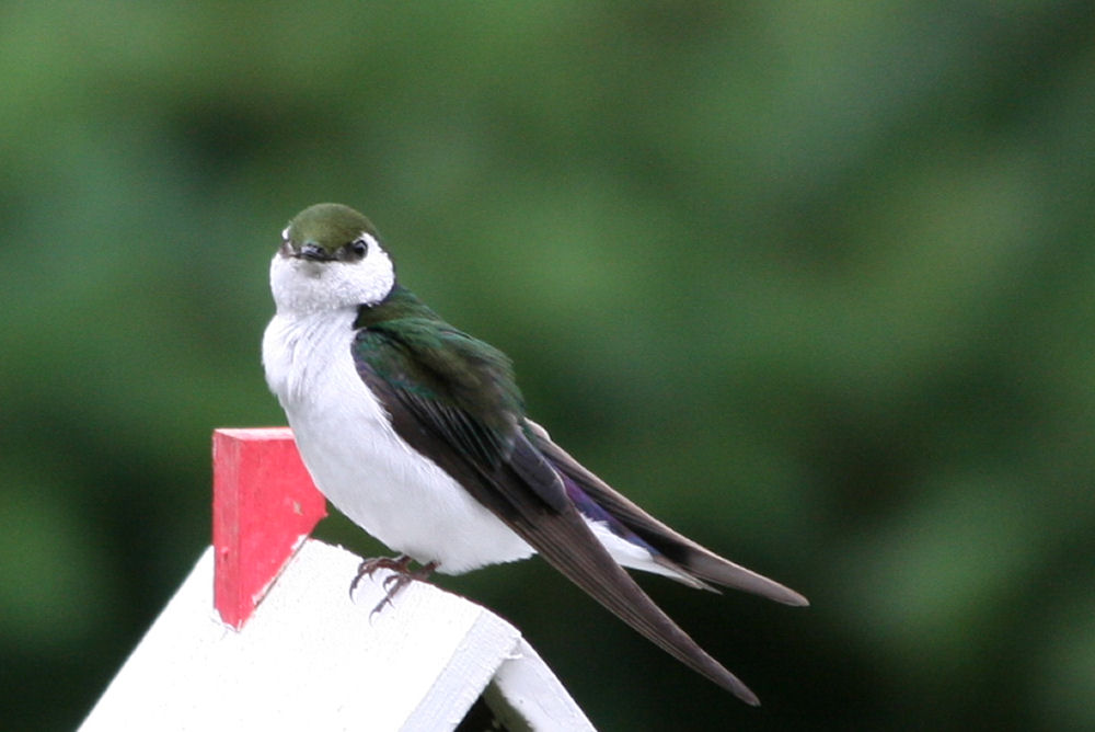 Violet-green Swallow