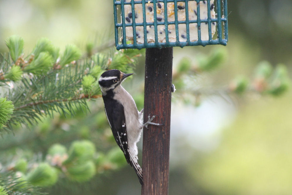 Downy Woodpecker