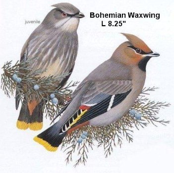Bohemian Waxwing